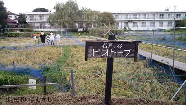 名戸ヶ谷ビオトープ